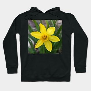 Yellow Daffodil Hoodie